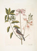 Cistus flore Periclymini Il caprifoglio eretto Parus cristatus La cinciallegra crestata - Mark Catesby — vista dell’opera