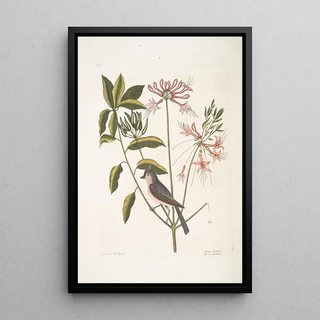 Mark Catesby - Cistus flore Periclymini The Upright Honysuckle Parus cristatus The crested Titmous.webp