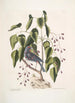 Coccothraustes purpurea Le gros-bec pourpré Toxicodendron foliis alatis c Il bois poison - Mark Catesby — vista dell’opera