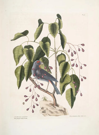 Mark Catesby - Coccothraustes purpurea The purple Grossbeak Toxicodendron foliis alatis c The Poison Wood.webp