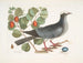 Pigeon couronné blanc Plumier à feuilles de prunier - Mark Catesby — vista dell’opera