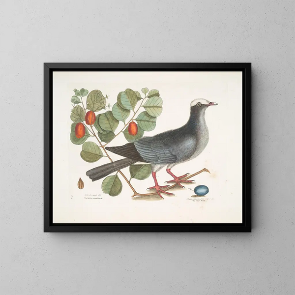 Pigeon couronné blanc Plumier à feuilles de prunier - Mark Catesby — quadro incorniciato alla parete