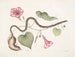 Convolvulus c. La patata virginiana Anguis c. Il serpente di perle - Mark Catesby — vista dell’opera