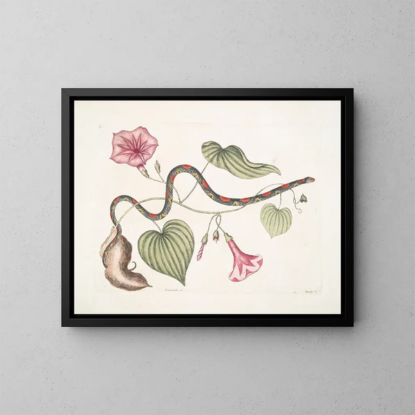 Convolvulus c. La patata virginiana Anguis c. Il serpente di perle - Mark Catesby — quadro incorniciato alla parete