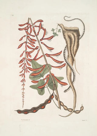 Mark Catesby - Corallodendron c Anguis minor fuscus maculatus The little brown BeadSnake.webp