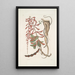 Corallodendron c Anguis minor fuscus maculatus Il piccolo serpente perlato marrone - Mark Catesby — quadro incorniciato alla parete