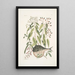 Cornus c An Phaseolus c Orbis lvis variegatus Il pesce palla - Mark Catesby — quadro incorniciato alla parete