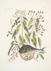Cornus c An Phaseolus c Orbis lvis variegatus Il pesce palla - Mark Catesby — vista dell’opera