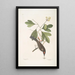 Cornus mas Odorata Sassafras Muscicapa Corona rubra Le tyran - Mark Catesby — quadro incorniciato alla parete