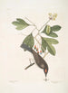 Cornus mas Odorata Sassafras Muscicapa Corona rubra Le tyran - Mark Catesby — vista dell’opera