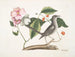 di Cornus mas e Cornus virginiana, il corniolo e il merlo scherzoso - Mark Catesby — vista dell’opera