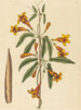 Bignonia capreolata - Mark Catesby — vista dell’opera