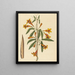 Bignonia capreolata - Mark Catesby — quadro incorniciato alla parete