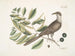 Coucou di Caroline - Mark Catesby — vista dell’opera