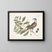 Coucou di Caroline - Mark Catesby — quadro incorniciato alla parete
