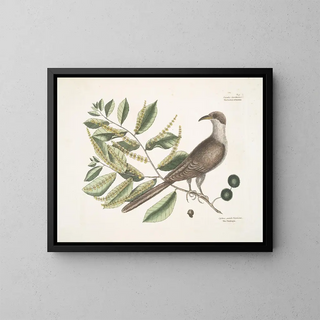 Coucou di Caroline - Mark Catesby — quadro incorniciato alla parete