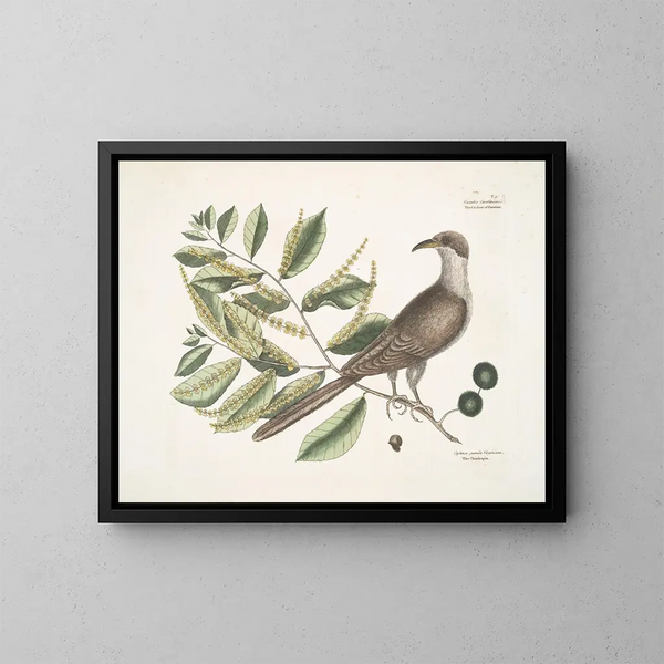 Coucou di Caroline - Mark Catesby — quadro incorniciato alla parete