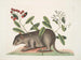 Cuniculus bahamensis, il coney delle Bahamas - Mark Catesby — vista dell’opera