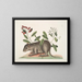 Cuniculus bahamensis, il coney delle Bahamas - Mark Catesby — quadro incorniciato alla parete