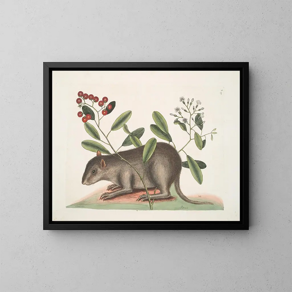 Cuniculus bahamensis, il coney delle Bahamas - Mark Catesby — quadro incorniciato alla parete