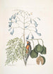 Fringilla Bahamiensis Le pinson des Bahamas Bignonia flore coeruleo Le gaïac à larges feuilles à fleurs bleues - Mark Catesby — vista dell’opera