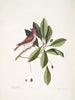 Fringilla purpurea Le Roselin pourpré Tupelo Arbor c L'albero Tupelo - Mark Catesby — vista dell’opera