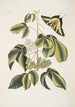 Frutex Viginianus Papilio caudatus maximus - Mark Catesby — vista dell’opera