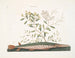 Le poisson-épée vert - Mark Catesby — vista dell’opera