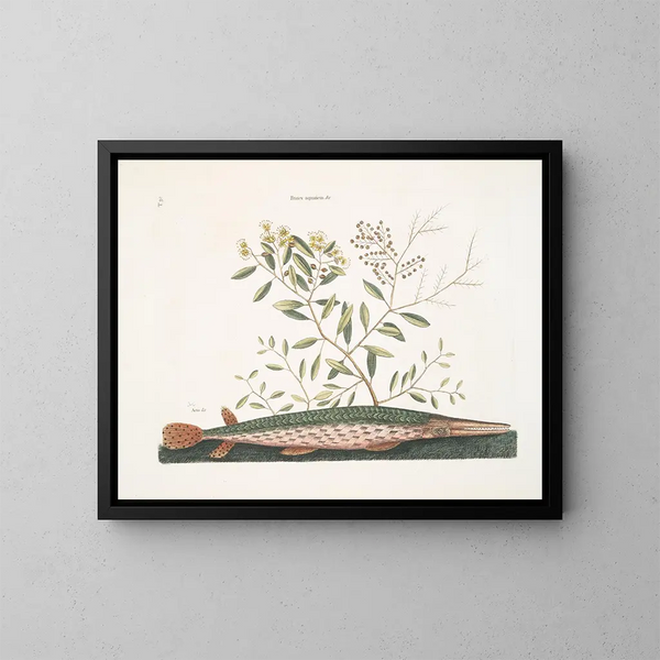 Le poisson-épée vert - Mark Catesby — quadro incorniciato alla parete