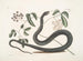 Frutex c Anguis c Le Serpent Noir - Mark Catesby — vista dell’opera