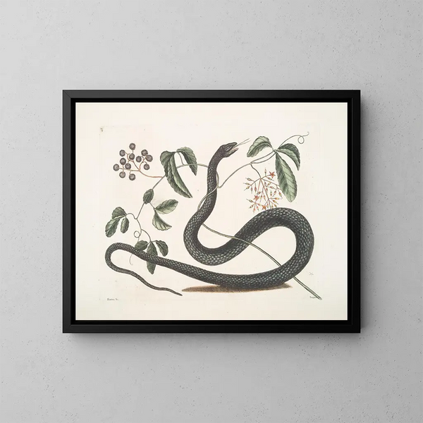 Frutex c Anguis c Le Serpent Noir - Mark Catesby — quadro incorniciato alla parete