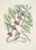 Frutex c Anguis gracilis cruleoviridis Il serpente blu-verde - Mark Catesby | Reproduction — vista dell’opera