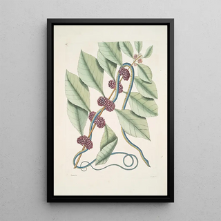 Mark Catesby - Frutex c Anguis gracilis cruleoviridis The blueishgreen Snake.webp