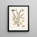 Bush c Papilio caudatus Carolinianus - Mark Catesby — quadro incorniciato alla parete