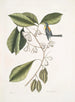 Frutex, parus fringillaris, il fringillone - Mark Catesby — vista dell’opera