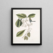 Frutex, parus fringillaris, il fringillone - Mark Catesby — quadro incorniciato alla parete