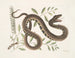 Frutex e Vipera Aquatica - Mark Catesby — vista dell’opera