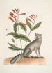 Gentiana L'œillet indien Vulpis Le renard gris - Mark Catesby — vista dell’opera