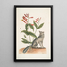 Gentiana L'œillet indien Vulpis Le renard gris - Mark Catesby — quadro incorniciato alla parete