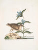 Gllinula Americana Le Soree Gentiana c - Mark Catesby — vista dell’opera
