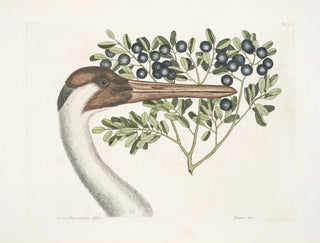 Gru americana bianca, la gru con corona - Mark Catesby — vista dell’opera