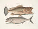 Gugupuguacu le hindou Saliatrix Skipjack - Mark Catesby — vista dell’opera