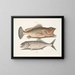 Gugupuguacu le hindou Saliatrix Skipjack - Mark Catesby — quadro incorniciato alla parete