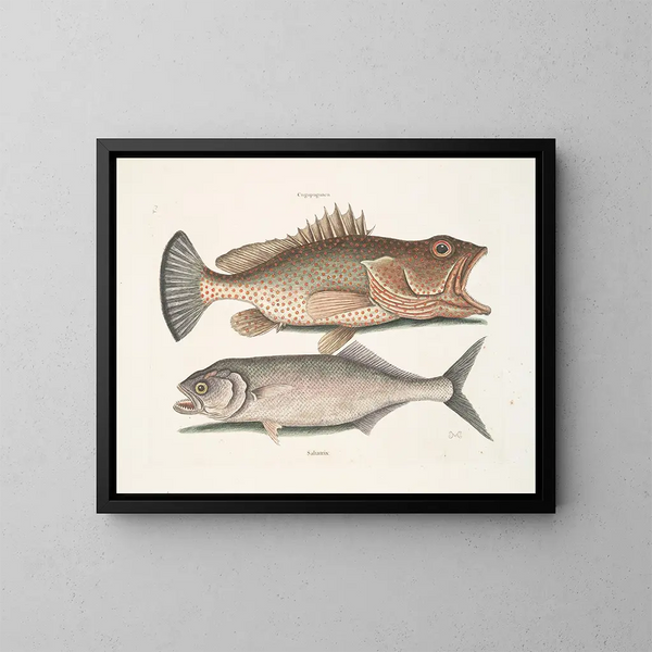 Gugupuguacu le hindou Saliatrix Skipjack - Mark Catesby — quadro incorniciato alla parete