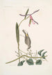 Helleborine Lily folio L'hellébore à feuilles de lys Parus Uropygeo luteo La mésange à croupion jaune Apocynum Scandens L'asclépiade - Mark Catesby — vista dell’opera