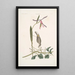 Helleborine Lily folio L'hellébore à feuilles de lys Parus Uropygeo luteo La mésange à croupion jaune Apocynum Scandens L'asclépiade - Mark Catesby — quadro incorniciato alla parete