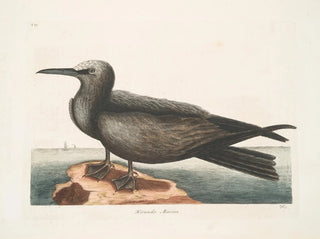 Hirondelle de mer, le Noddy - Mark Catesby — vista dell’opera