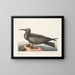 Hirondelle de mer, le Noddy - Mark Catesby — quadro incorniciato alla parete