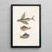 Hirundo Le poisson volant Perca c Il poisson gouvernail Perca fluviatilis c La perca d'acqua dolce - Mark Catesby — quadro incorniciato alla parete