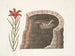 Rondine con coda spinosa, la rondine americana, giglio a fiori rossi singolare - Mark Catesby — vista dell’opera
